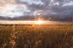 sunset, field, nature